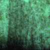 MOSS